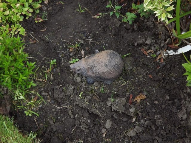 BarrowfordBestKeptGardens2019_158_25pc