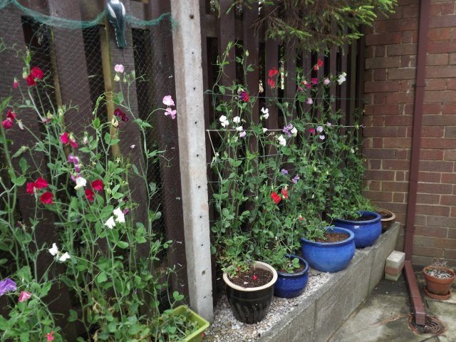 BarrowfordBestKeptGardens2019_177_25pc