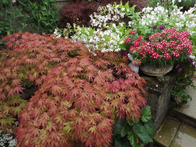 BarrowfordBestKeptGardens2019_213_25pc