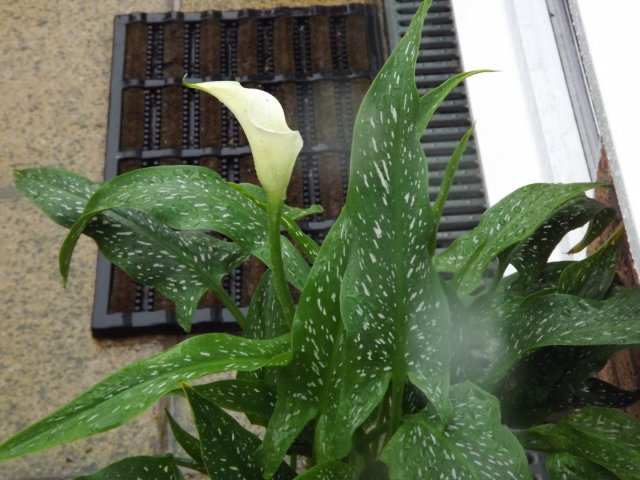 BarrowfordBestKeptGardens2019_225_25pc