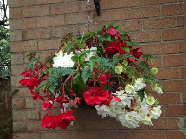 BarrowfordBestKeptGardens2019_249_25pc