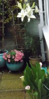 BarrowfordBestKeptGardens2019_224_25pc