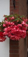 BarrowfordBestKeptGardens2019_244_25pc
