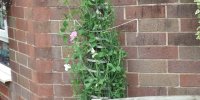 BarrowfordBestKeptGardens2019_152_25pc
