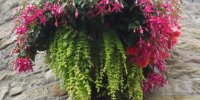 BarrowfordBestKeptGardens2019_293_25pc