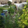 BarrowfordBestKeptGardens2019_096_25pc