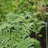 BarrowfordBestKeptGardens2019_111_25pc