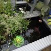 BarrowfordBestKeptGardens2019_134_25pc