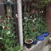 BarrowfordBestKeptGardens2019_177_25pc