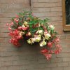 BarrowfordBestKeptGardens2019_247_25pc