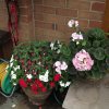 BarrowfordBestKeptGardens2019_255_25pc